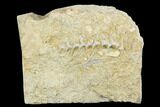 Archimedes Screw Bryozoan Fossil - Alabama #178211-1
